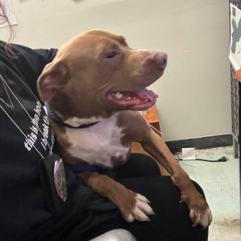 Handsome Man -  Mixed Breed Dog for Adoption in Philadelphia, Pennsylvania - Handsome Man | PetCurious