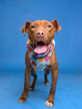 Dr Red -  Pit Bull Terrier and Mixed Breed Dog for Adoption in Atlanta, Georgia - Dr Red | PetCurious