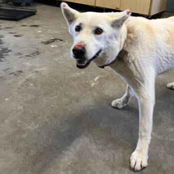 HONDA -  Siberian Husky and Mixed Breed Dog for Adoption in Camarillo, California - HONDA | PetCurious