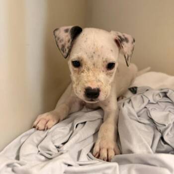 Rom -  Pit Bull Terrier Dog for Adoption in East St. Louis, Illinois - Rom | PetCurious