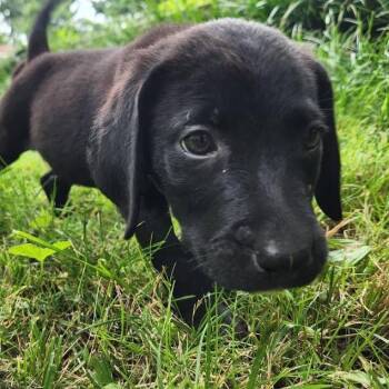 Hippie -  Labrador Retriever Dog for Adoption in Springfield, Missouri - Hippie | PetCurious