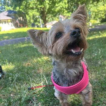 Yorkshire Terrier Dogs Available for Adoption in Lenexa, Kansas - Minnie | PetCurious