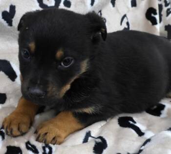 Shepherd Dogs Available for Adoption - Ode | PetCurious