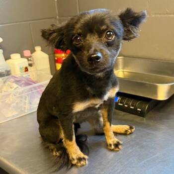TUSC-Stray-85044 -  Pomeranian and Mixed Breed Dog for Adoption in Tuscaloosa, Alabama - TUSC-Stray-85044 | PetCurious