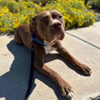 Pit Bull Terrier Dogs Available for Adoption in Aledo, Texas - Bear/Red | PetCurious