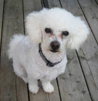 Leo -  Poodle Dog for Adoption in Toronto, Ontario - Leo | PetCurious