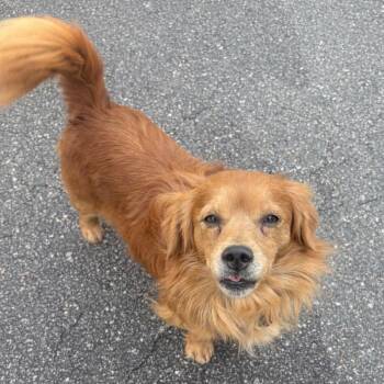 Dachshund Dogs Available for Adoption in Morganton, North Carolina - Shaggy | PetCurious