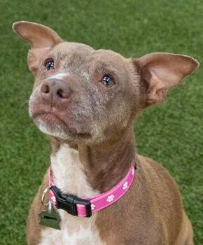 Terrier Dogs Available for Adoption in Encinitas, California - Meema | PetCurious