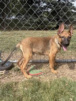 Casey -  German Shepherd Dog and Mixed Breed Dog for Adoption in Amery, Wisconsin - Casey | PetCurious