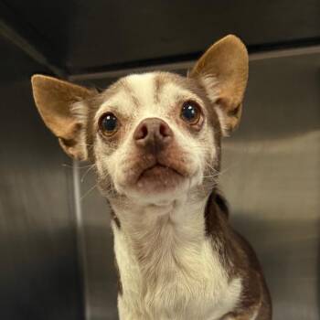 Chihuahua Dogs Available for Adoption in Jacksonville, Arkansas - Libby | PetCurious