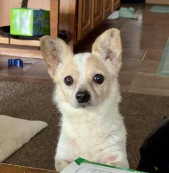 Dachshund and Maltese Dogs Available for Adoption - Erni | PetCurious