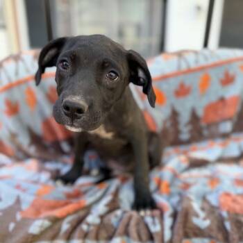 Billy -  Labrador Retriever and Mixed Breed Dog for Adoption in Dysart, Iowa - Billy | PetCurious