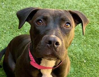 SAVE ME PLEASE Gwen - IDA552813 -  Pit Bull Terrier Dog for Adoption in San Marcos, California - SAVE ME PLEASE Gwen - IDA552813 | PetCurious