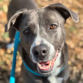 Rescue Pit Bull Terrier Dogs for Adoption in Chattanooga, Tennessee - Mallory | PetCurious
