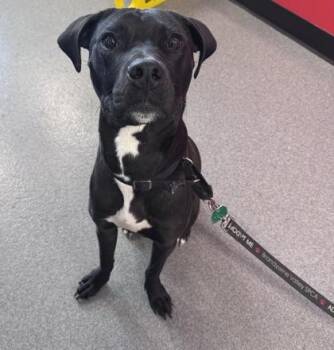 Mixed Breed Dogs Available for Adoption in West Chester, Pennsylvania - Shadow | PetCurious