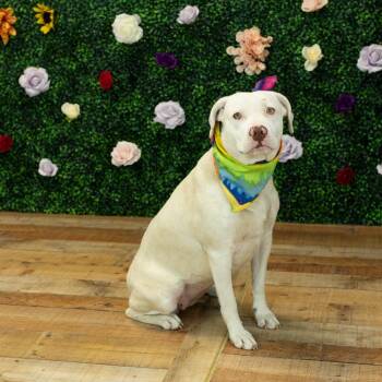 Pit Bull Terrier and Labrador Retriever Dogs Available for Adoption in East St. Louis, Illinois - Gypsum | PetCurious