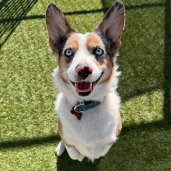 Winston -  Cardigan Welsh Corgi and Australian Shepherd Dog for Adoption in Cody, Wyoming - Winston | PetCurious