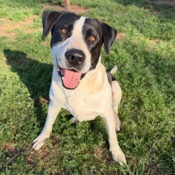 Kota -  Great Dane and Pit Bull Terrier Dog for Adoption in Stillwater, Oklahoma - Kota | PetCurious