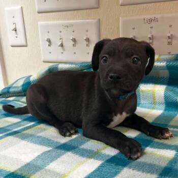 Hades -  Terrier Dog for Adoption in Sunrise Beach, Missouri - Hades | PetCurious