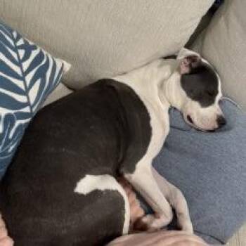 Mixed Breed Dogs Available for Adoption - Bonnie | PetCurious