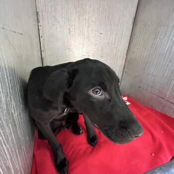 Black Labrador Retriever Dogs Available for Adoption in Greensboro, North Carolina - DUNCAN | PetCurious