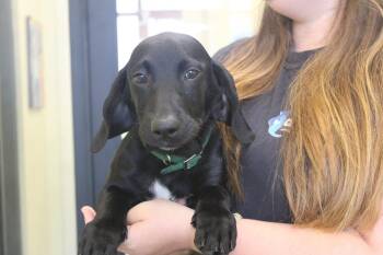 Quill -  Black Labrador Retriever and Basset Hound Dog for Adoption in Chestertown, Maryland - Quill | PetCurious