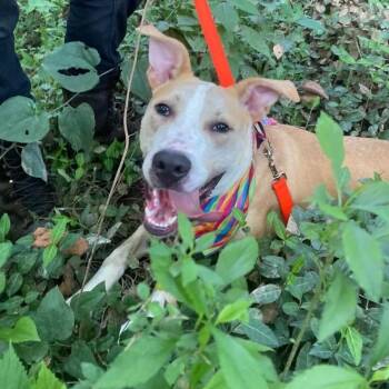 Braswell -  Labrador Retriever Dog for Adoption in St. Peters, Missouri - Braswell | PetCurious