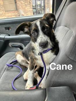 Cane -  Border Collie Dog for Adoption in Manchester, Connecticut - Cane | PetCurious