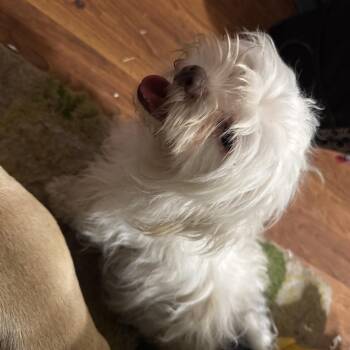 Little Britches -  Shih Tzu Dog for Adoption in West Plains, Missouri - Little Britches | PetCurious