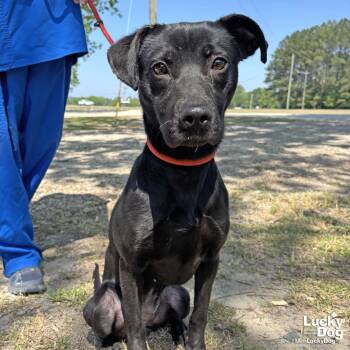 Labrador Retriever Dogs Available for Adoption in Washington, District Of Columbia - Aggie | PetCurious