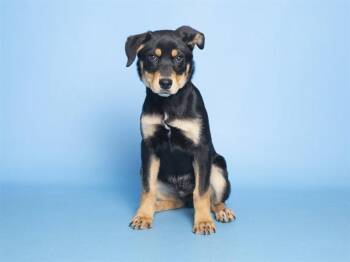 Australian Kelpie Dogs Available for Adoption in Phoenix, Arizona - SHADOW | PetCurious