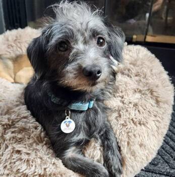 Toto -  Cairn Terrier and Mixed Breed Dog for Adoption in Mead, Colorado - Toto | PetCurious