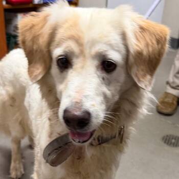 Fiona -  Border Collie and Mixed Breed Dog for Adoption in Yuma, Arizona - Fiona | PetCurious