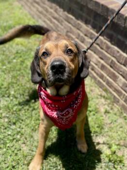 Rescue Hound Dogs for Adoption in Dickson, Tennessee - Sammy | PetCurious