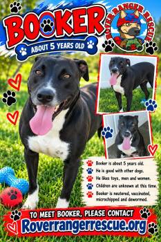 Booker -  Boxer and American Staffordshire Terrier Dog for Adoption in Wrightwood, California - Booker | PetCurious