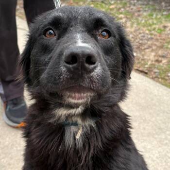 Border Collie Dogs Available for Adoption - Kyla | PetCurious