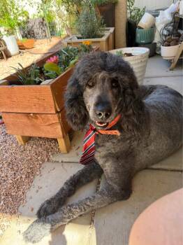 Bones -  Labradoodle Dog Available for Adoption in Las Vegas, Nevada - Bones | PetCurious