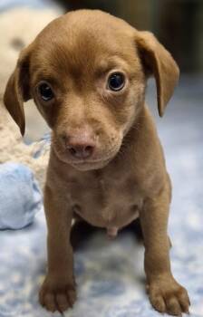 Chihuahua and Chug Dogs Available for Adoption in Los Angeles, California - Powder Puff | PetCurious