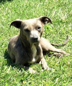Pepperidge -  Chihuahua and Pit Bull Terrier Dog for Adoption in Savannah, Georgia - Pepperidge | PetCurious