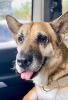 Mariposa -  German Shepherd Dog and Corgi Dog for Adoption in Pompano Beach, Florida - Mariposa | PetCurious