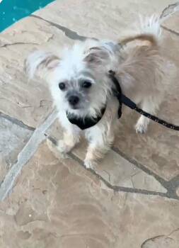Lena -  Terrier and Chihuahua Dog for Adoption in Escondido, California - Lena | PetCurious