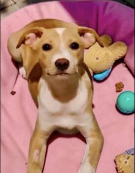 Lilac -  Terrier Dog for Adoption in Camp Pendleton North, California - Lilac | PetCurious