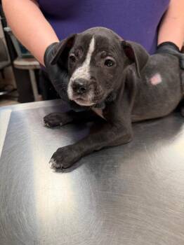 Gabriella -  Mixed Breed Dog for Adoption in Bossier City, Louisiana - Gabriella | PetCurious