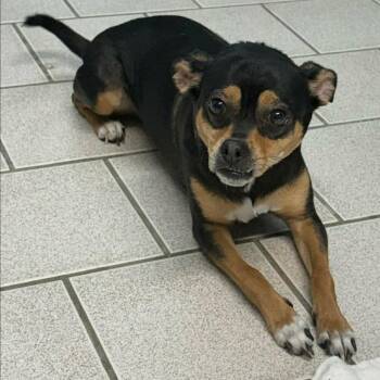 Terrier and Mixed Breed Dogs Available for Adoption - FOSTER OR FOSTER-TO-ADOPT NEEDED Paradise | PetCurious