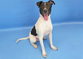 MELLOW -  Pit Bull Terrier and Mixed Breed Dog for Adoption in Colorado Springs, Colorado - MELLOW | PetCurious