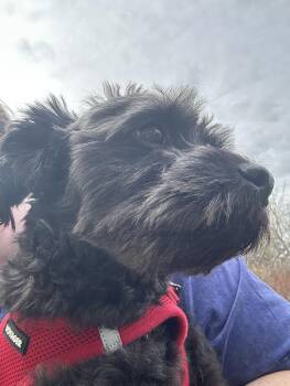 Schnauzer Dogs Available for Adoption in Denver, Colorado - Johnny Bravo #1 | PetCurious