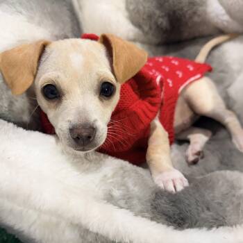 Pumpkin Spice Latte -  Chihuahua Dog for Adoption in Las Vegas, Nevada - Pumpkin Spice Latte | PetCurious