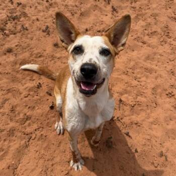 Jude -  Cattle Dog and Mixed Breed Dog for Adoption in Kanab, Utah - Jude | PetCurious