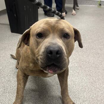 Eddie -  Pit Bull Terrier Dog for Adoption in Matteson, Illinois - Eddie | PetCurious