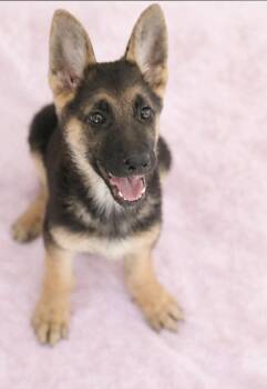 German Shepherd Dog Dogs Available for Adoption - Deanerys | PetCurious